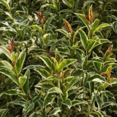 5023242392356 1 Ligustrum lucidum Tricolor.jpg